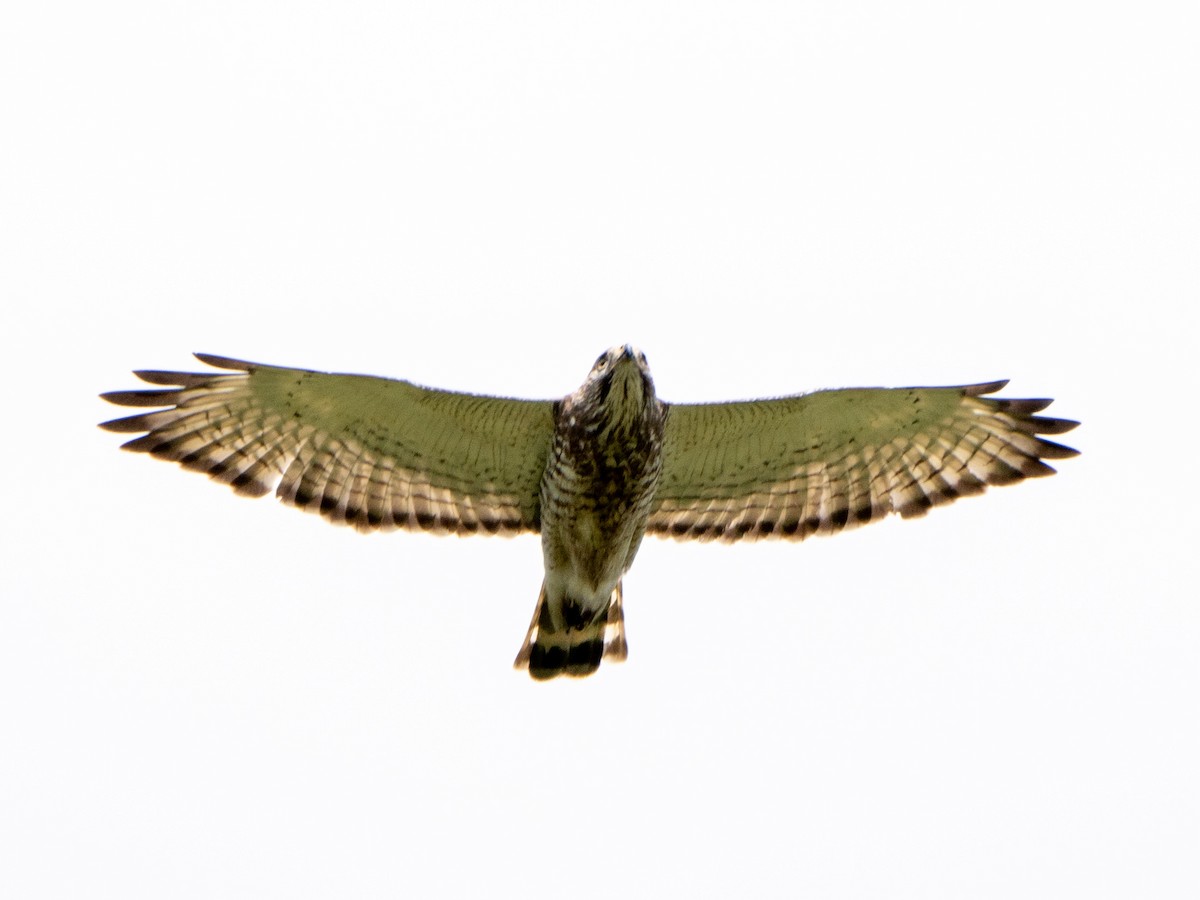 Broad-winged Hawk - ML636480369