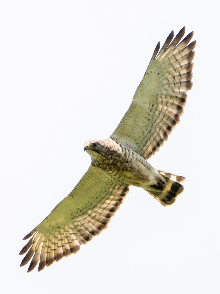 Broad-winged Hawk - ML636480370