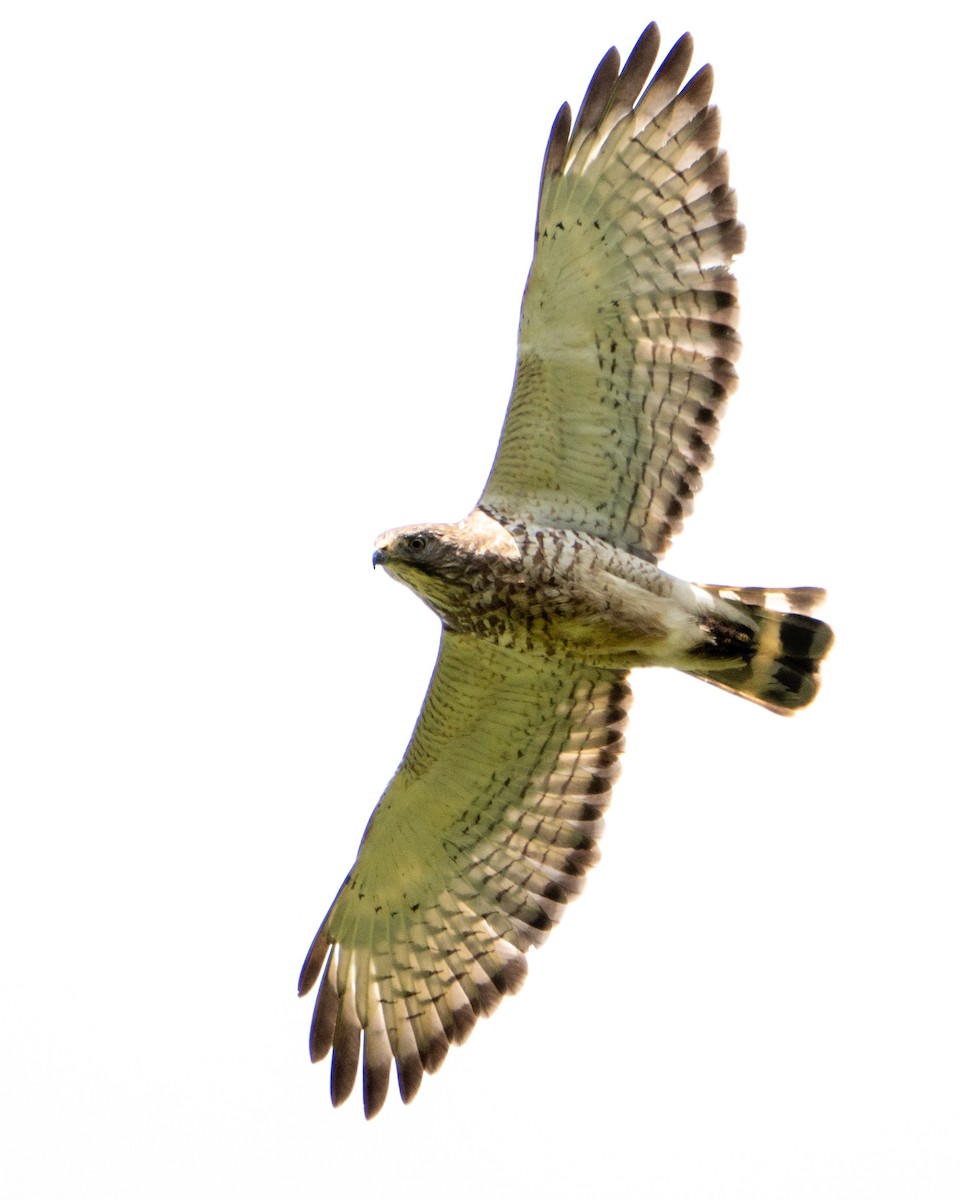 Broad-winged Hawk - ML636480371