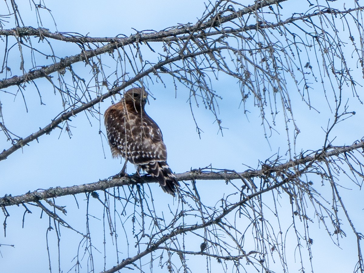 Red-shouldered Hawk - ML636480383