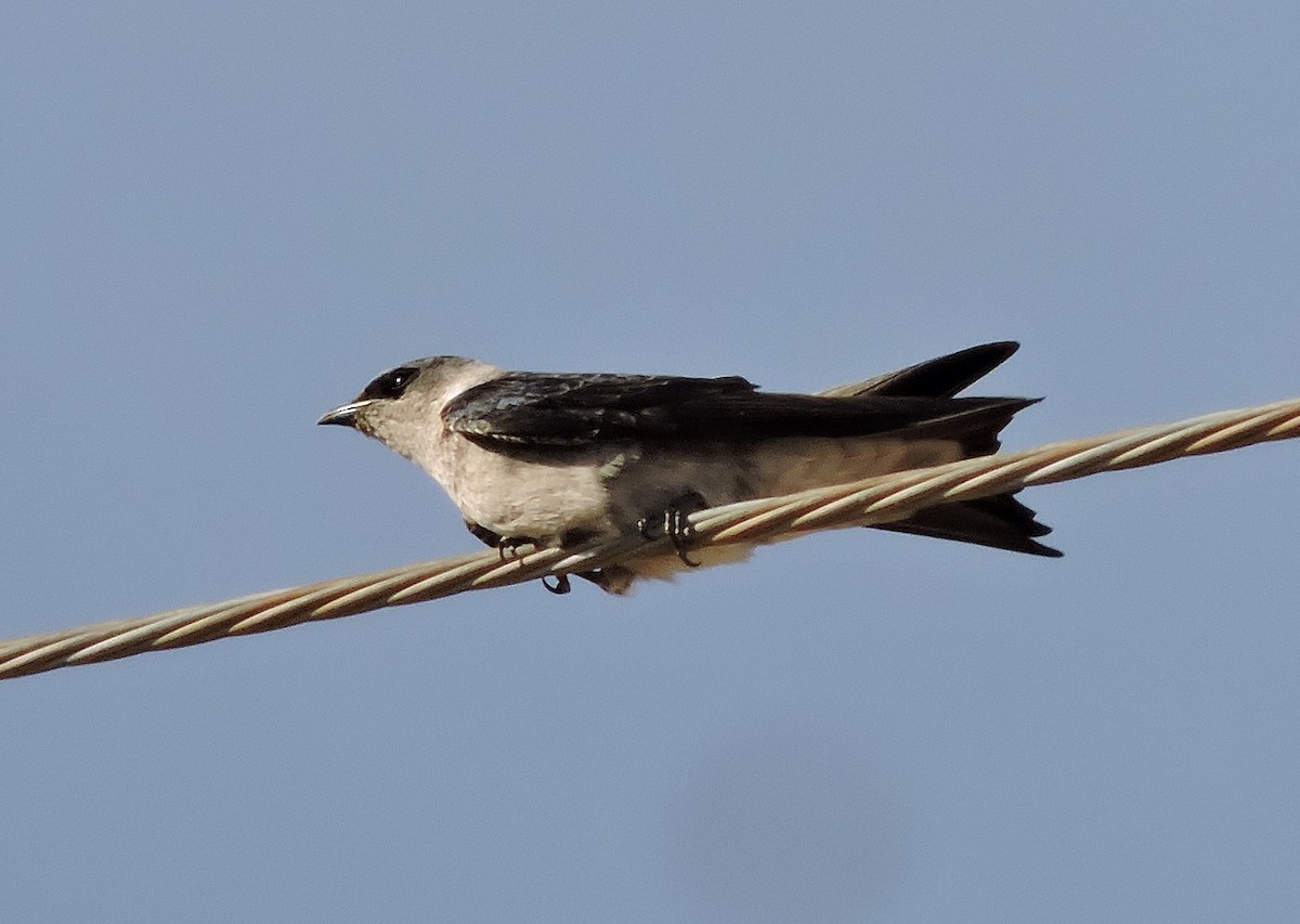 jiřička modrolesklá - ML636480384