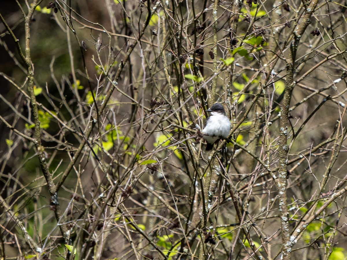 Eastern Kingbird - ML636480394