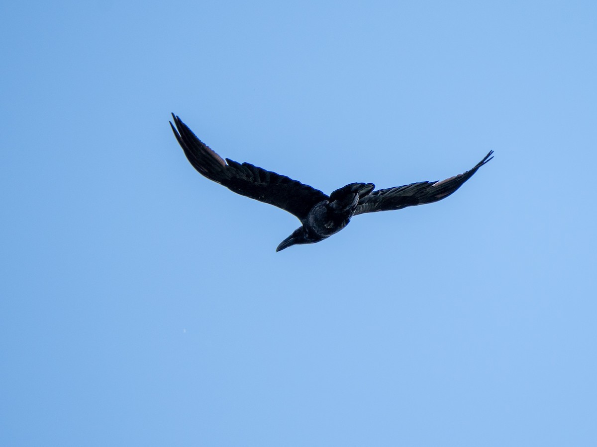 Common Raven - ML636480401