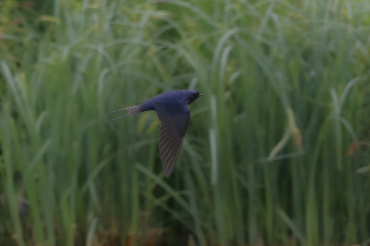 Barn Swallow - ML636480428