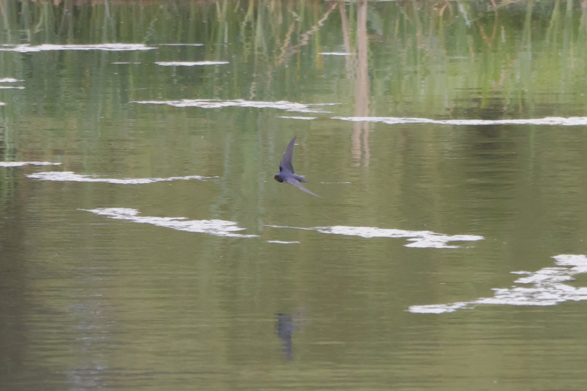 Barn Swallow - ML636480429
