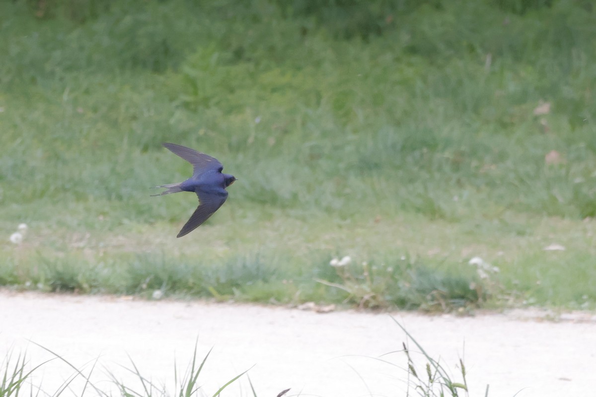 Barn Swallow - ML636480430