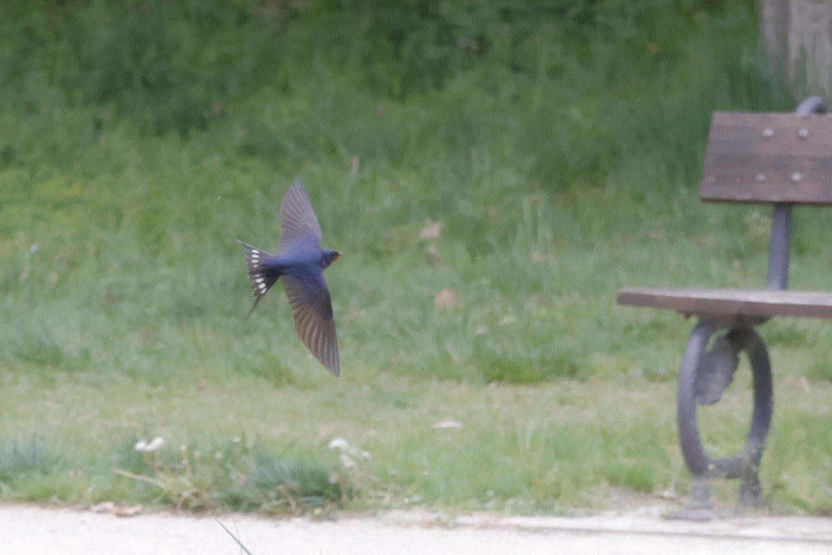 Barn Swallow - ML636480431