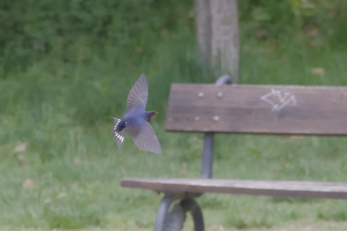 Barn Swallow - ML636480432