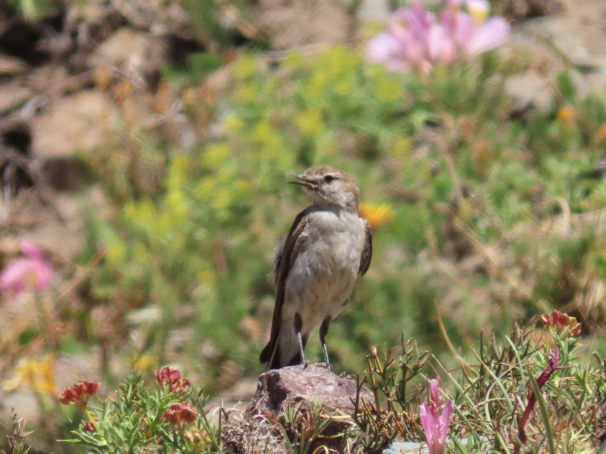 White-browed Ground-Tyrant - ML636480454