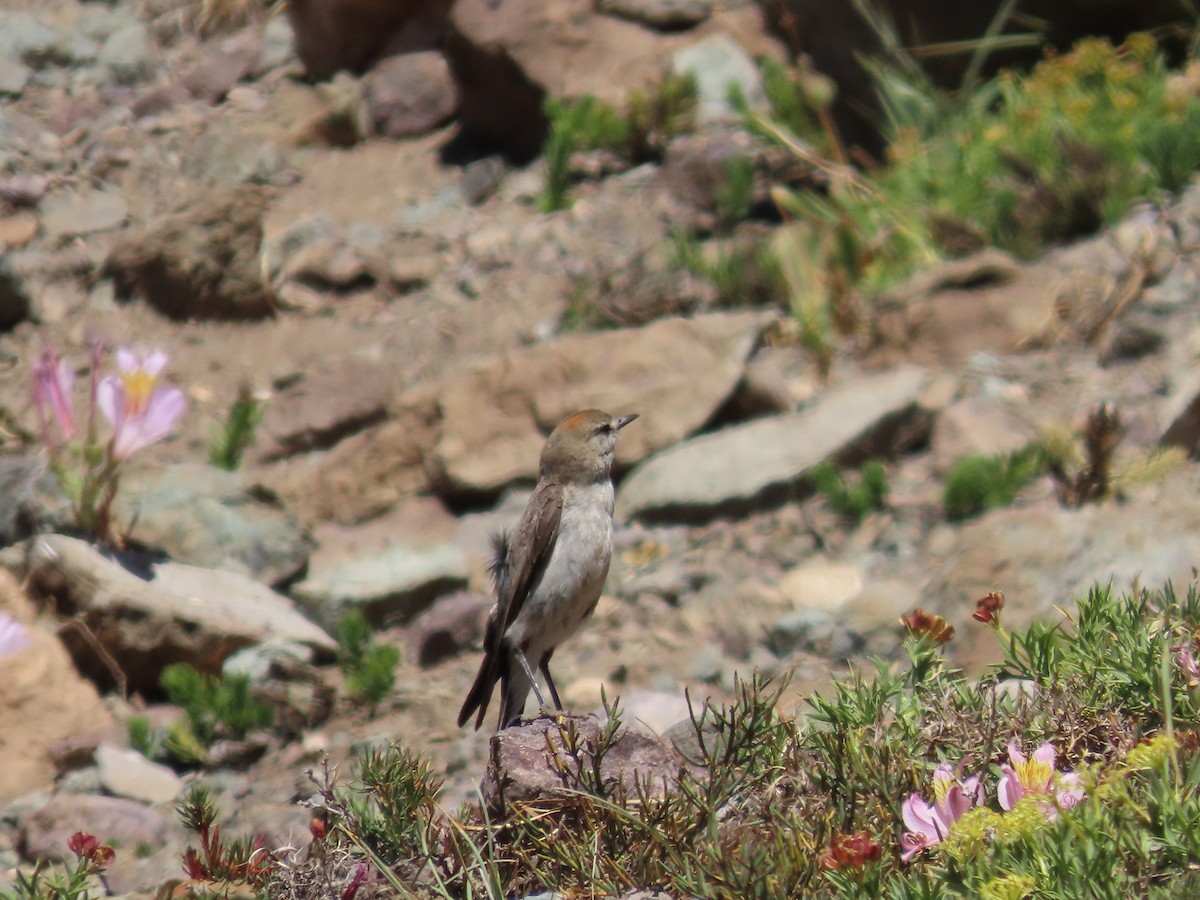White-browed Ground-Tyrant - ML636480455
