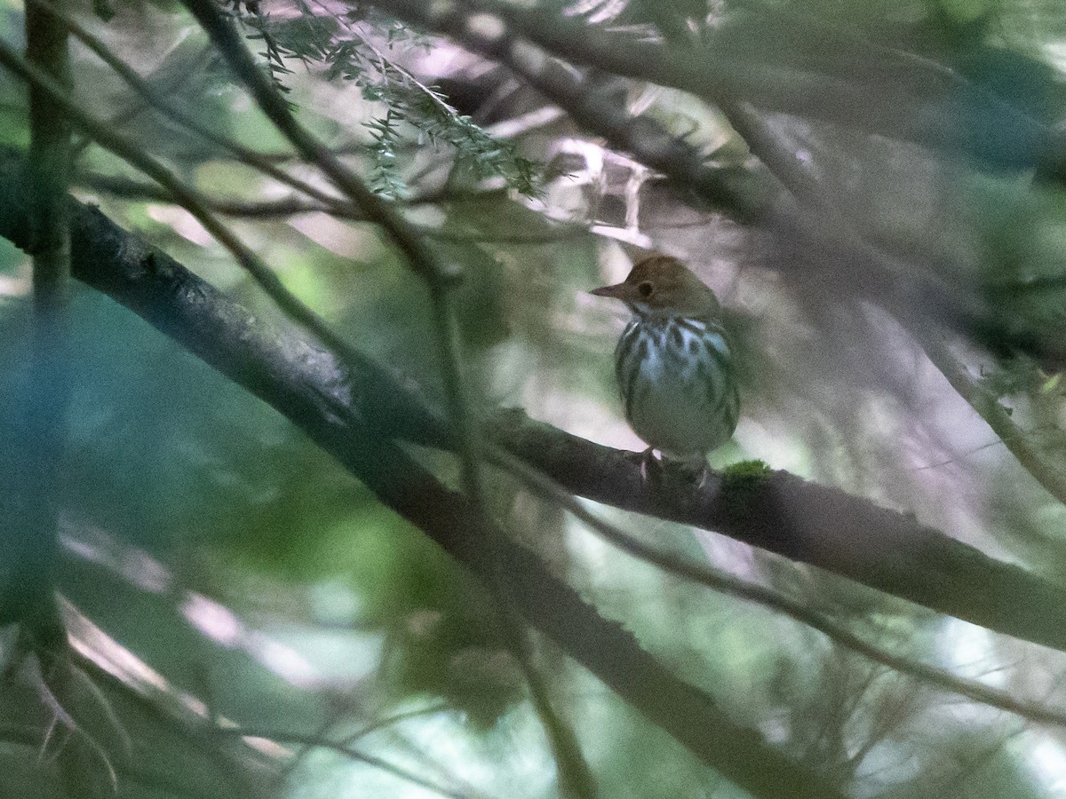 Ovenbird - ML636480456