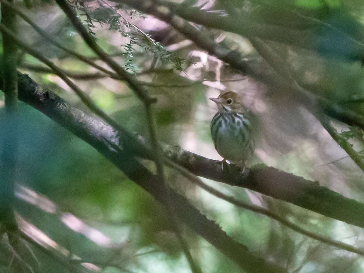 Ovenbird - ML636480458