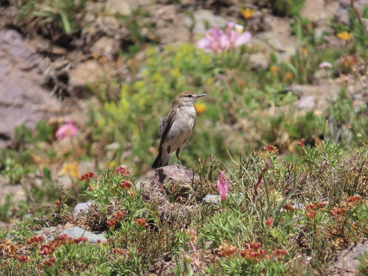 White-browed Ground-Tyrant - ML636480460