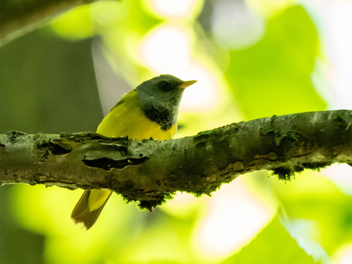 Mourning Warbler - ML636480466
