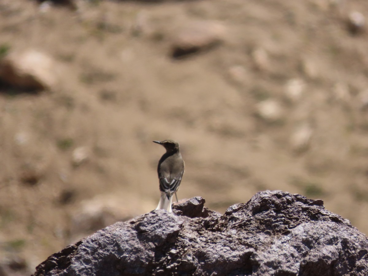 Black-billed Shrike-Tyrant - ML636480470