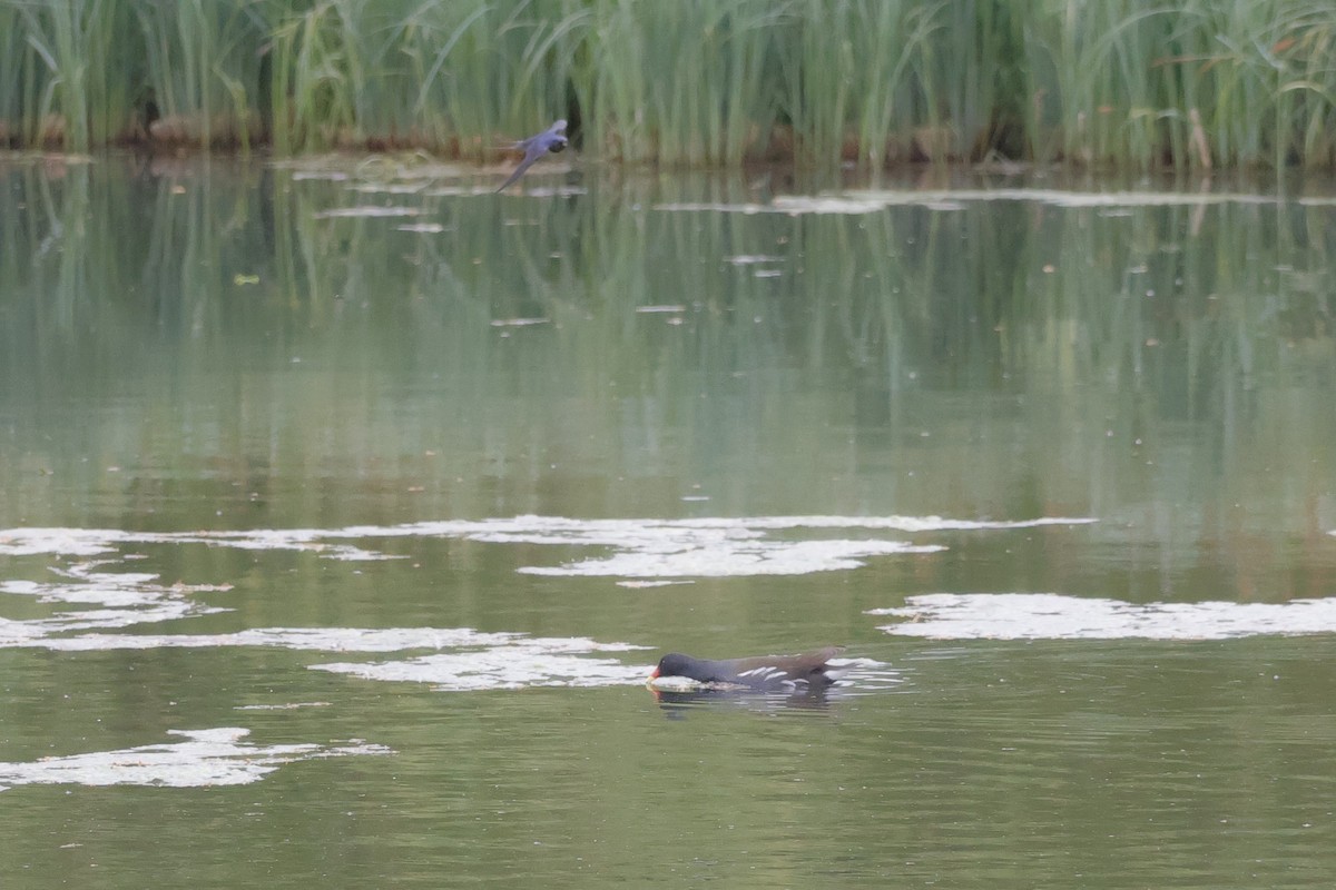 Eurasian Moorhen - ML636480475
