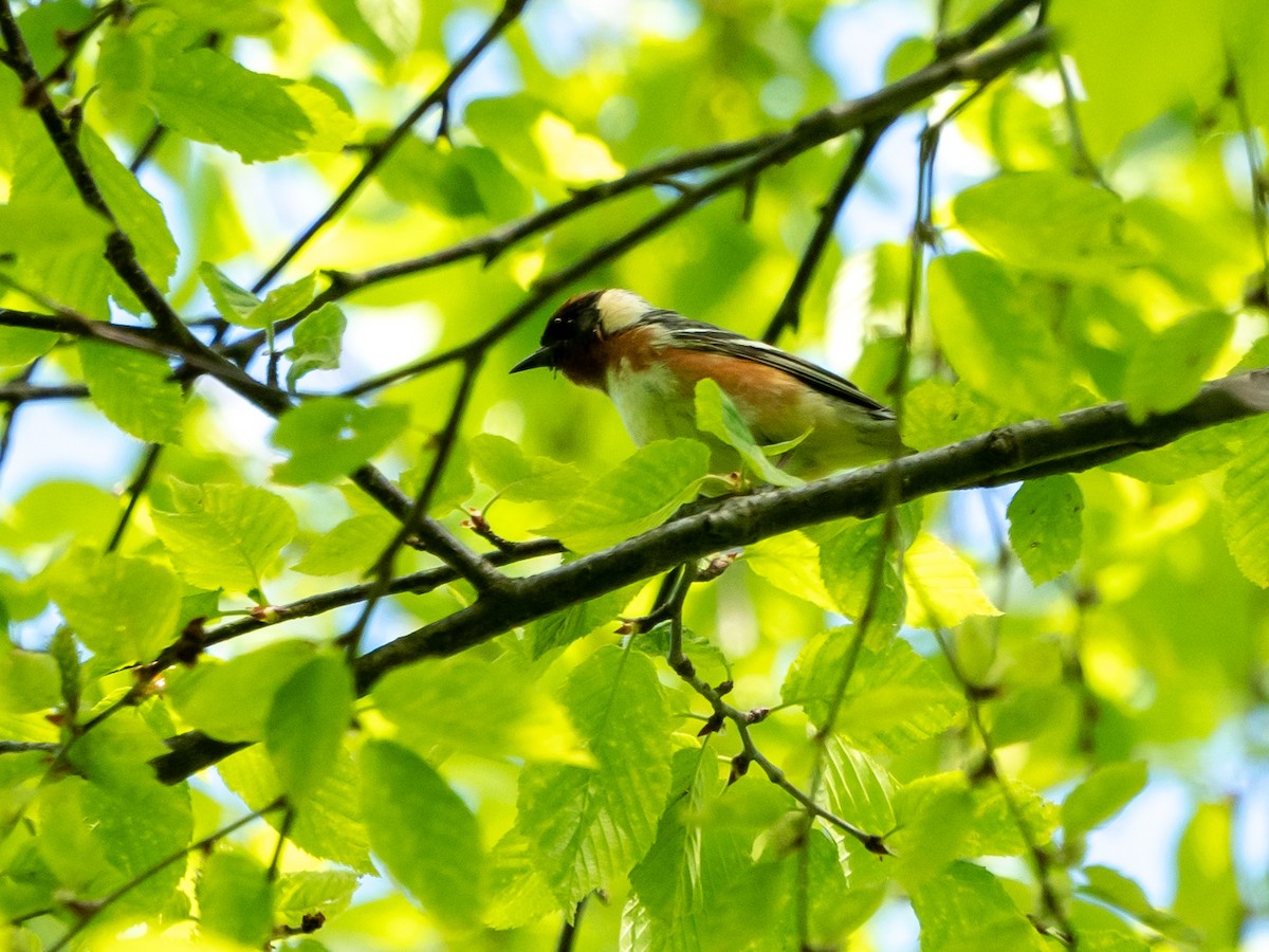 Bay-breasted Warbler - ML636480485