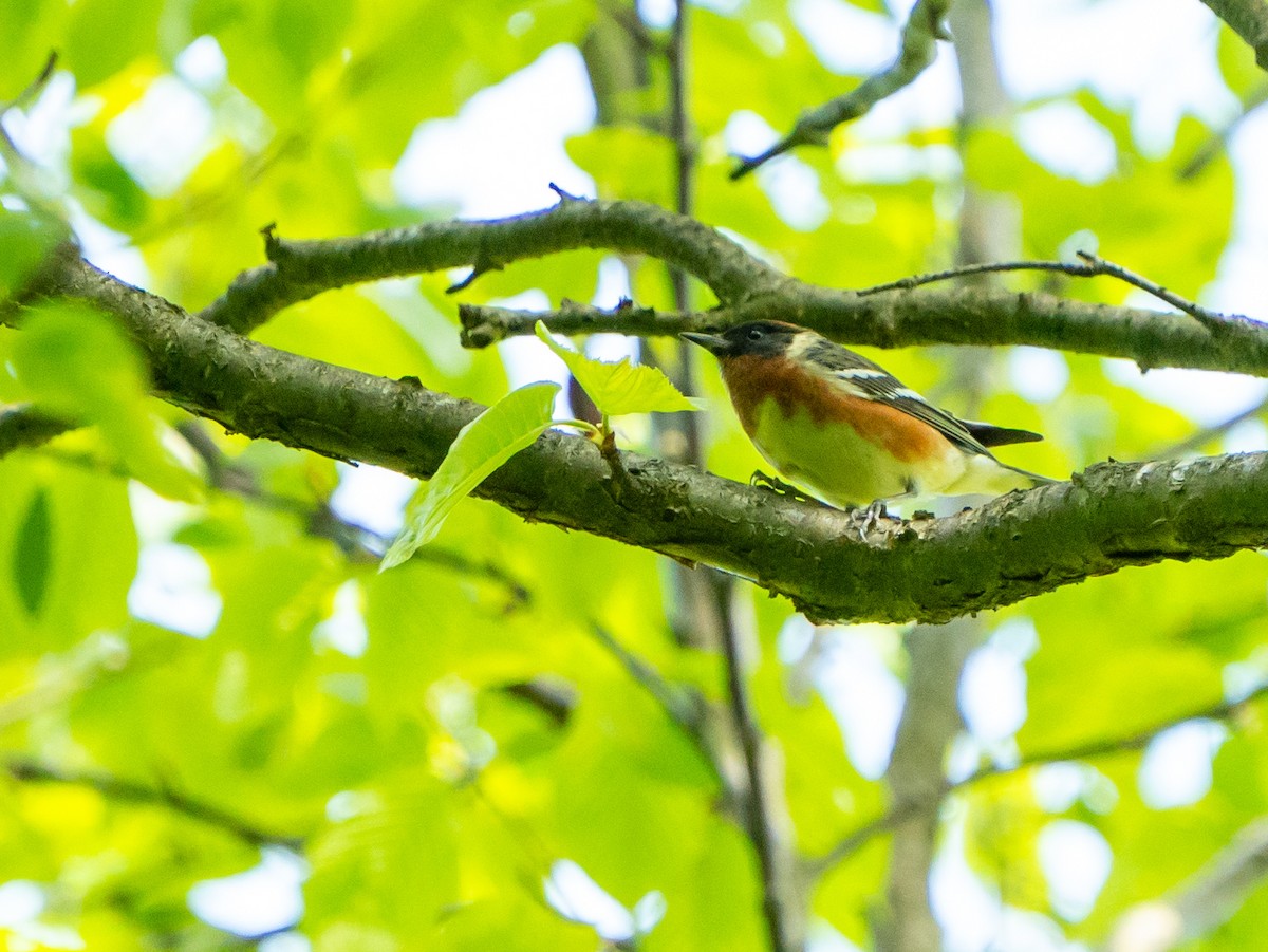 Bay-breasted Warbler - ML636480486