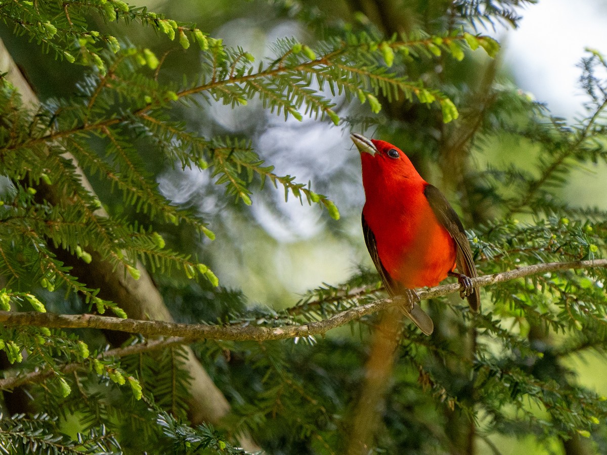 Scarlet Tanager - ML636480494
