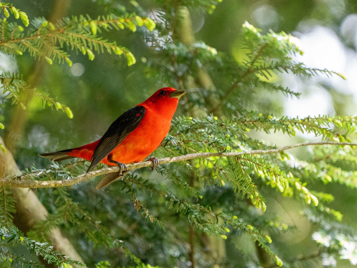 Scarlet Tanager - ML636480495
