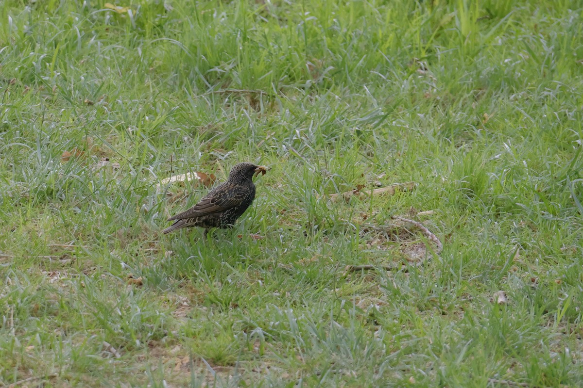 European Starling - ML636480507
