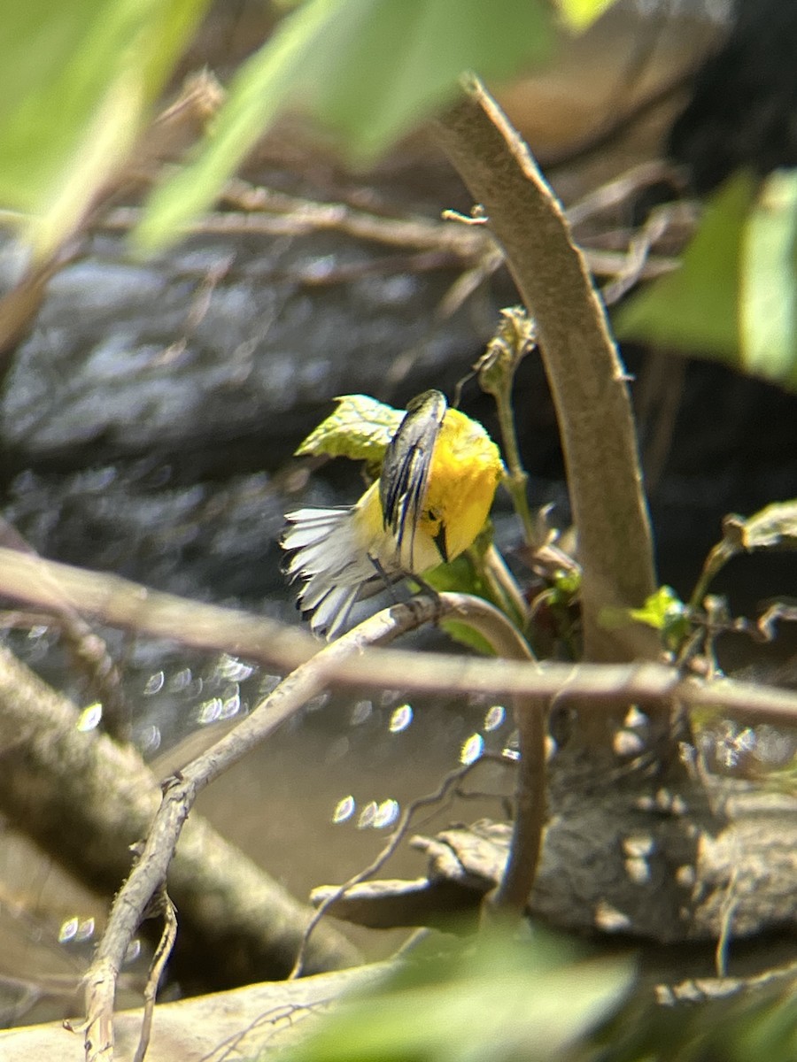 Prothonotary Warbler - ML636480510