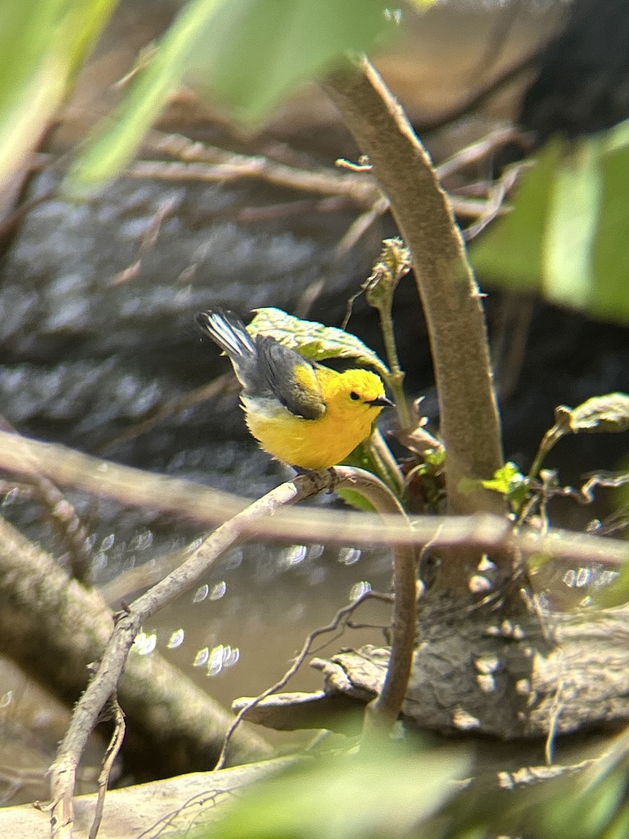Prothonotary Warbler - ML636480511