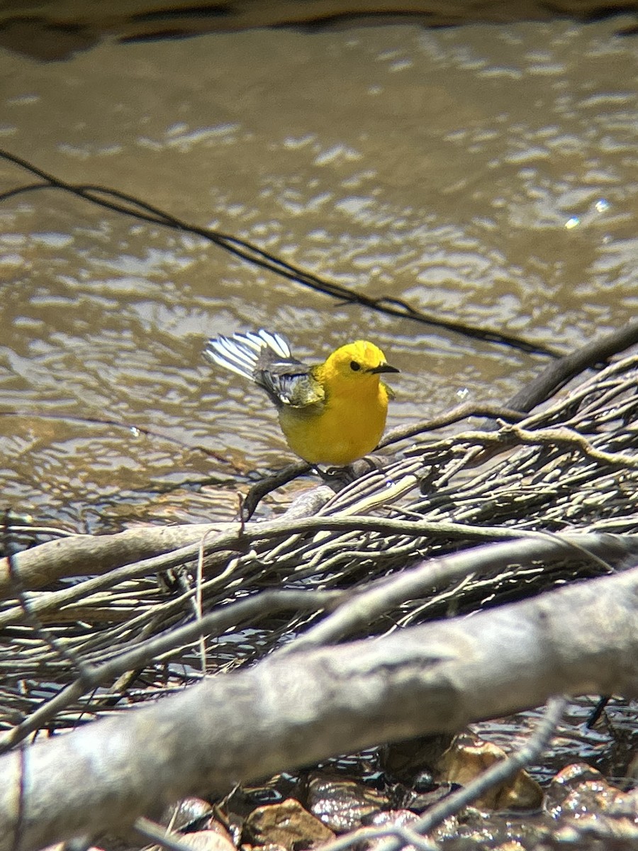 Prothonotary Warbler - ML636480513