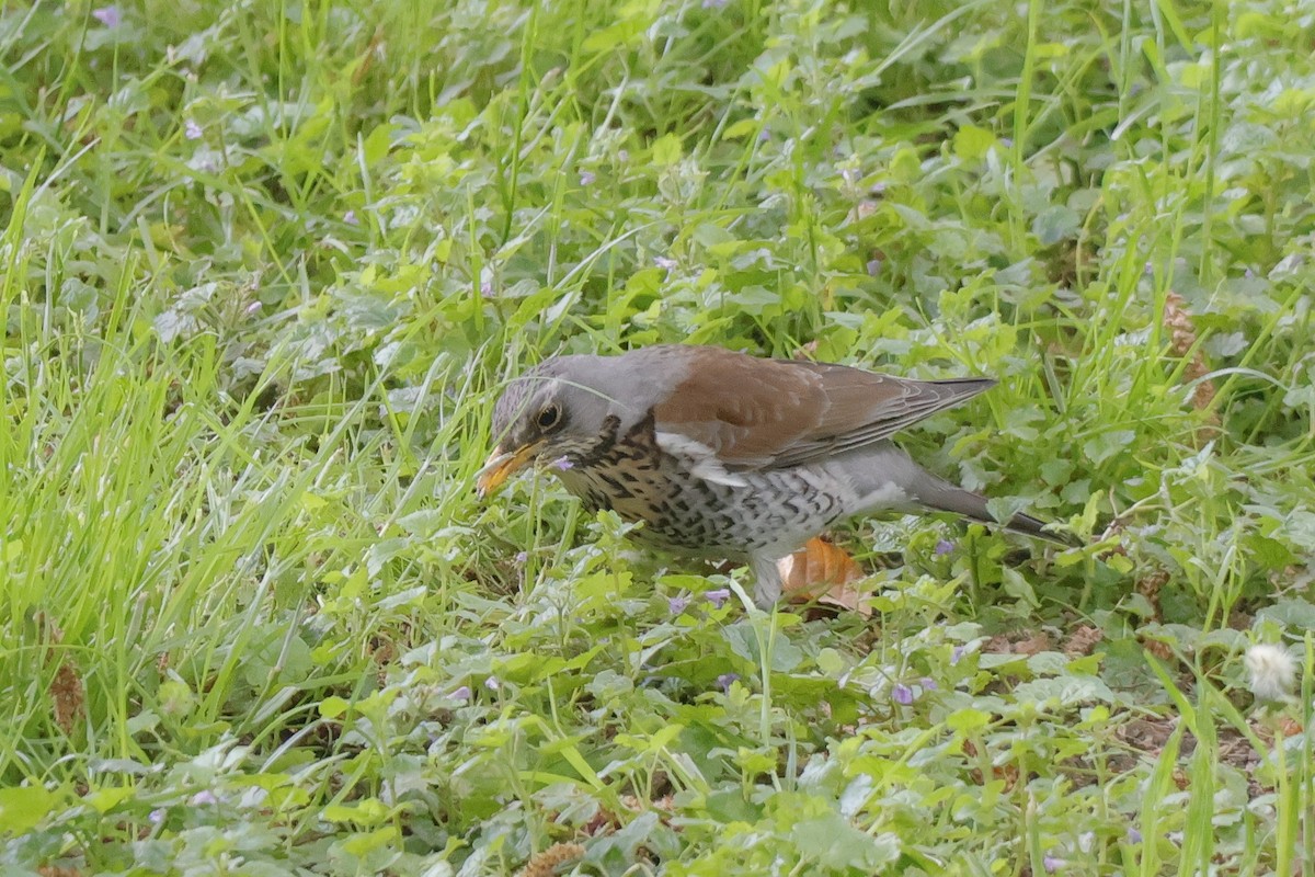 Fieldfare - ML636480530