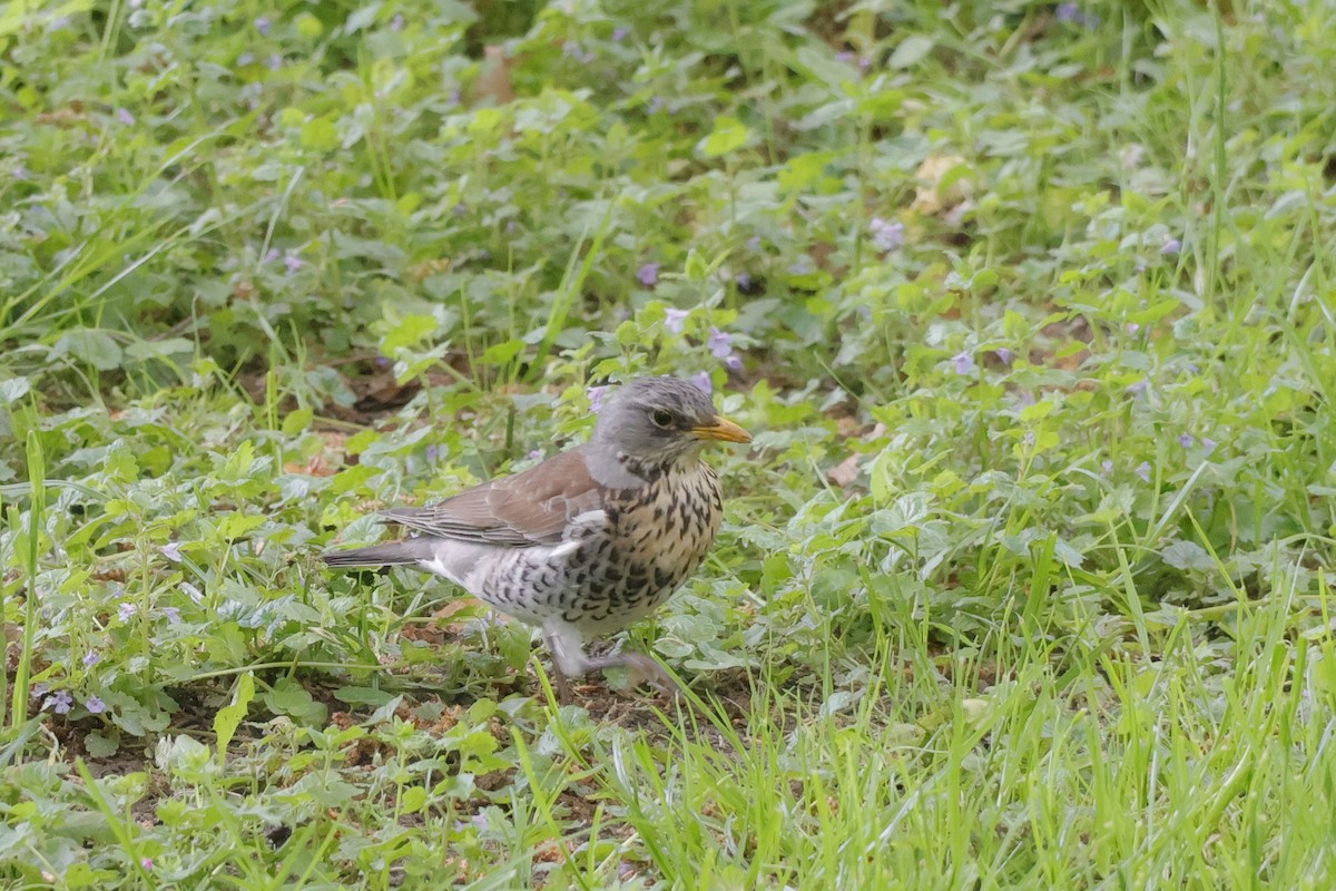 Fieldfare - ML636480531