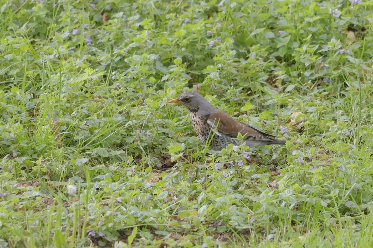 Fieldfare - ML636480532