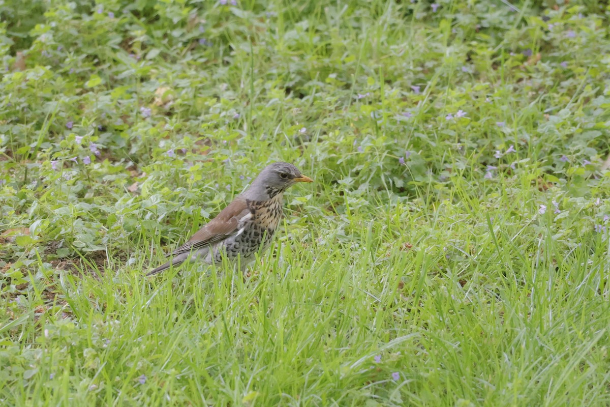 Fieldfare - ML636480533