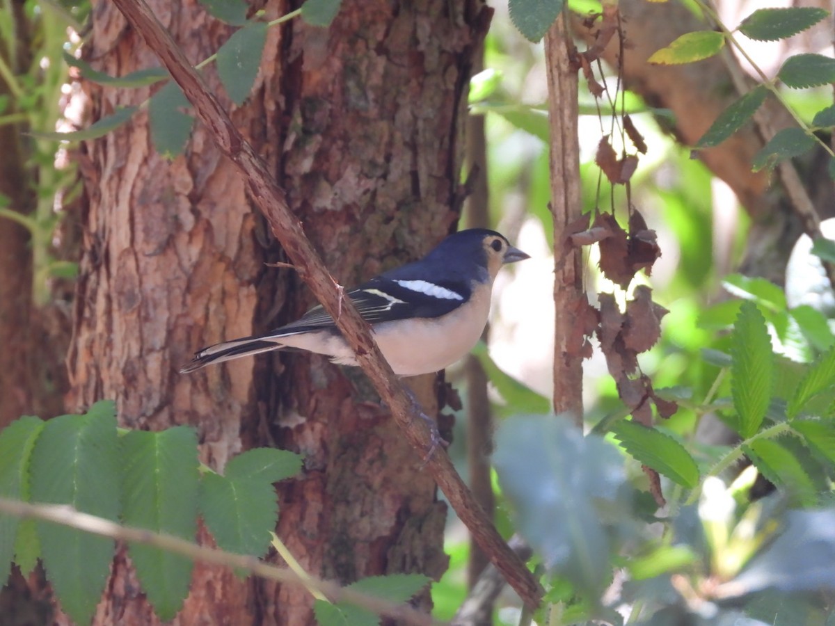 Canary Islands Chaffinch (Canary Is.) - ML636480659