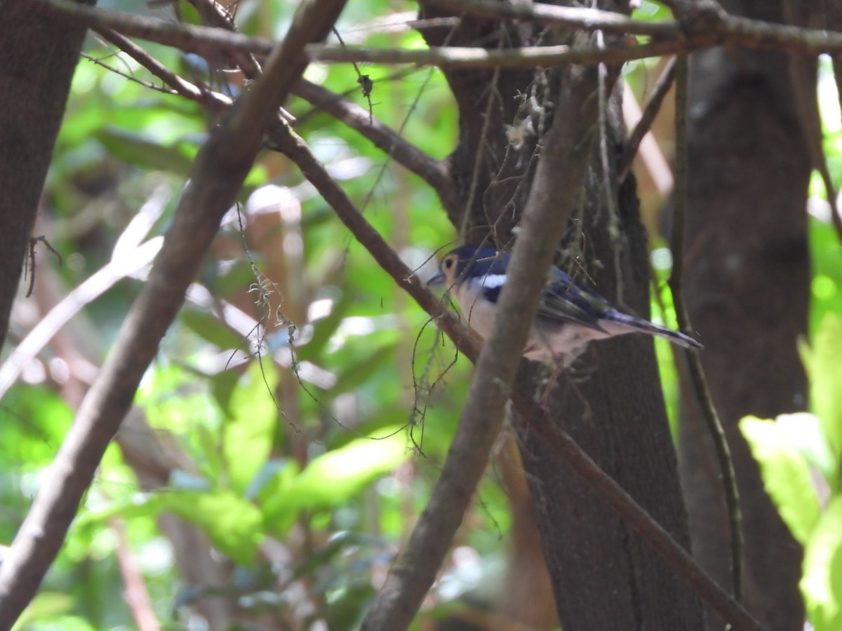 Canary Islands Chaffinch (Canary Is.) - ML636480661