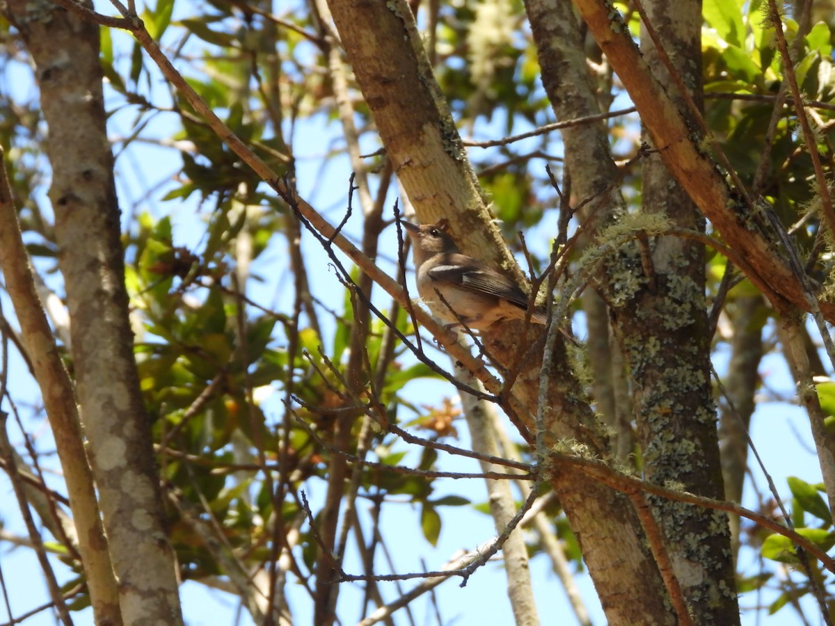 Canary Islands Chaffinch (Canary Is.) - ML636480662