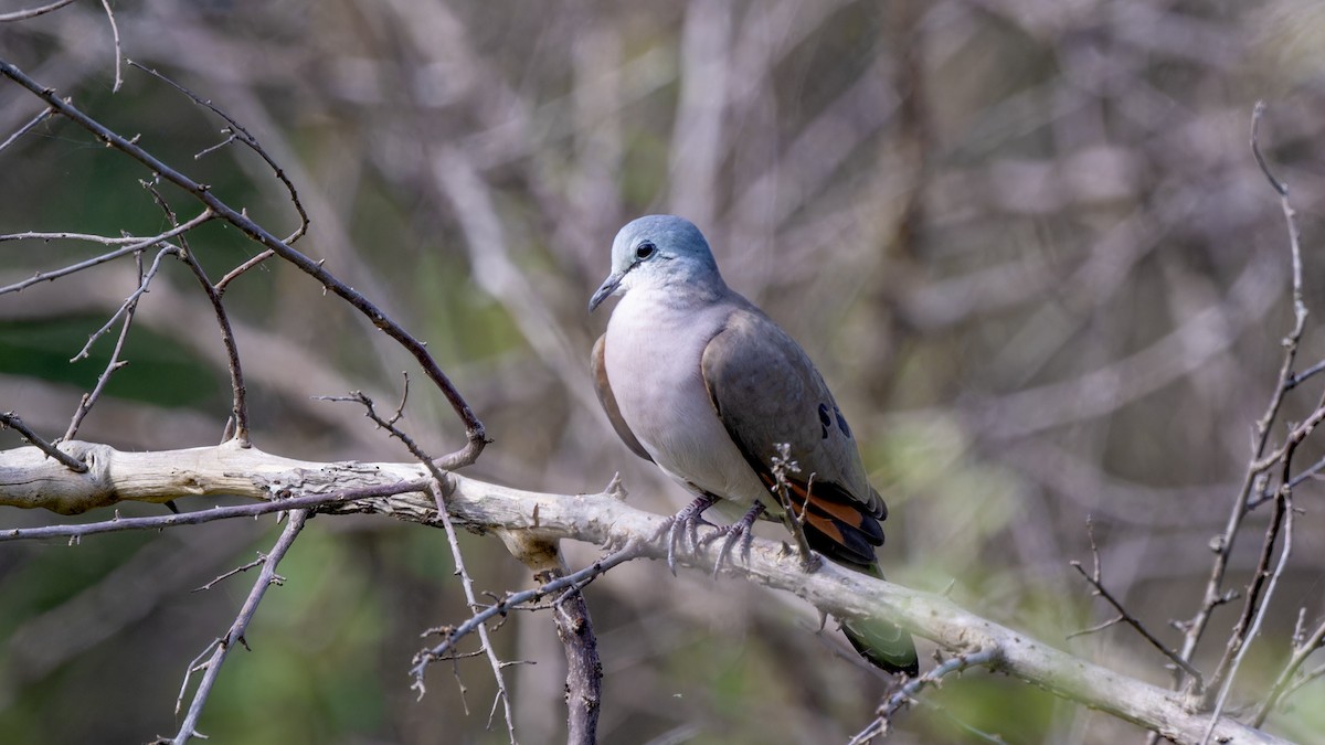 Black-billed Wood-Dove - ML636480794