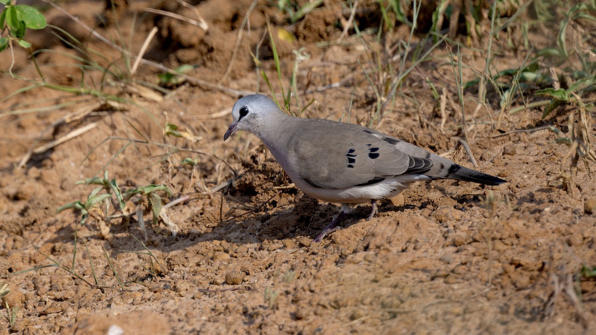 Black-billed Wood-Dove - ML636480795