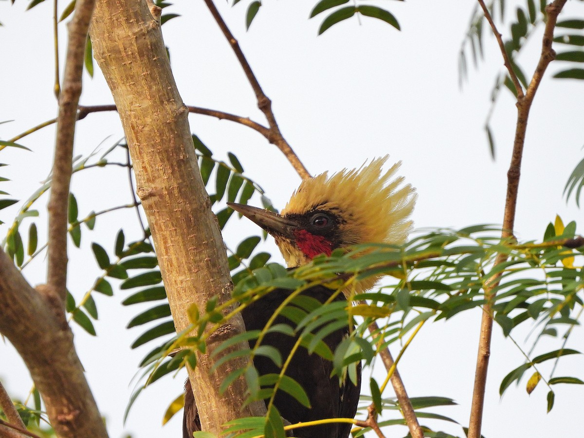 Pale-crested Woodpecker - ML636480841