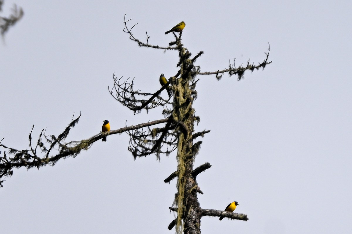 Collared Grosbeak - ML636480846
