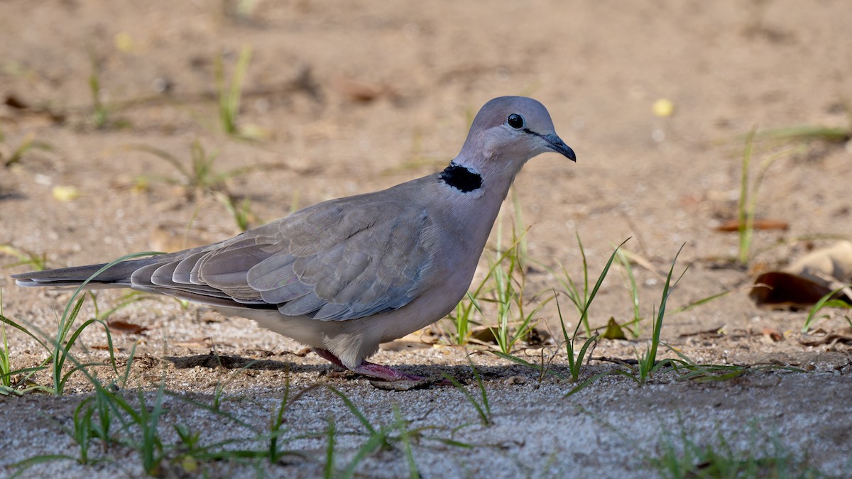 Vinaceous Dove - ML636480858