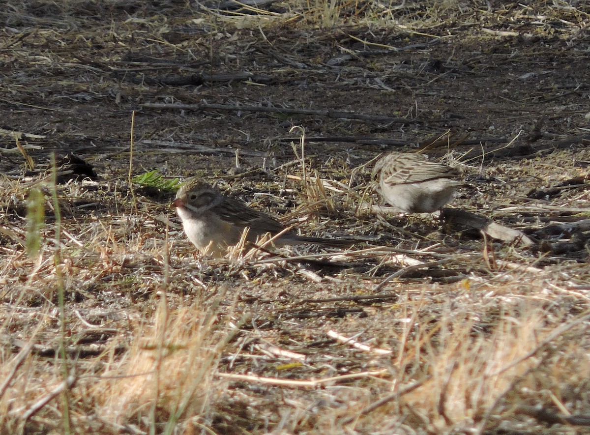 Brewer's Sparrow - ML636481062