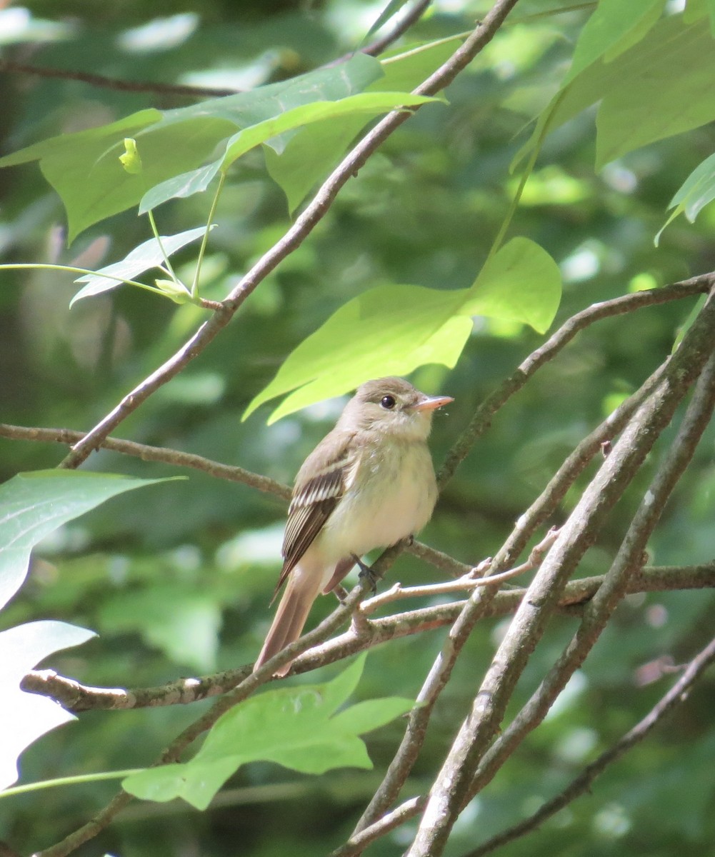Acadian Flycatcher - ML636481115