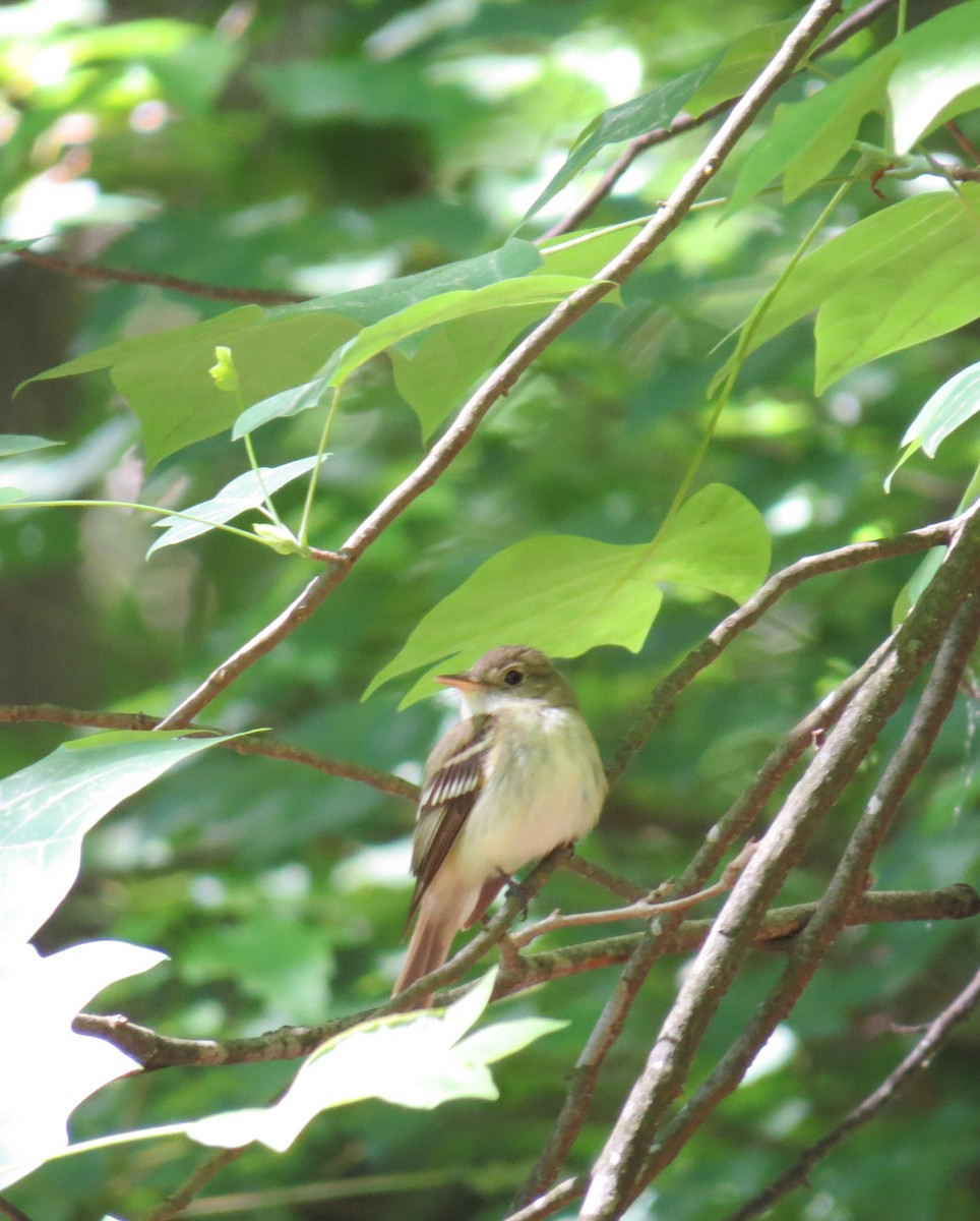 Acadian Flycatcher - ML636481116