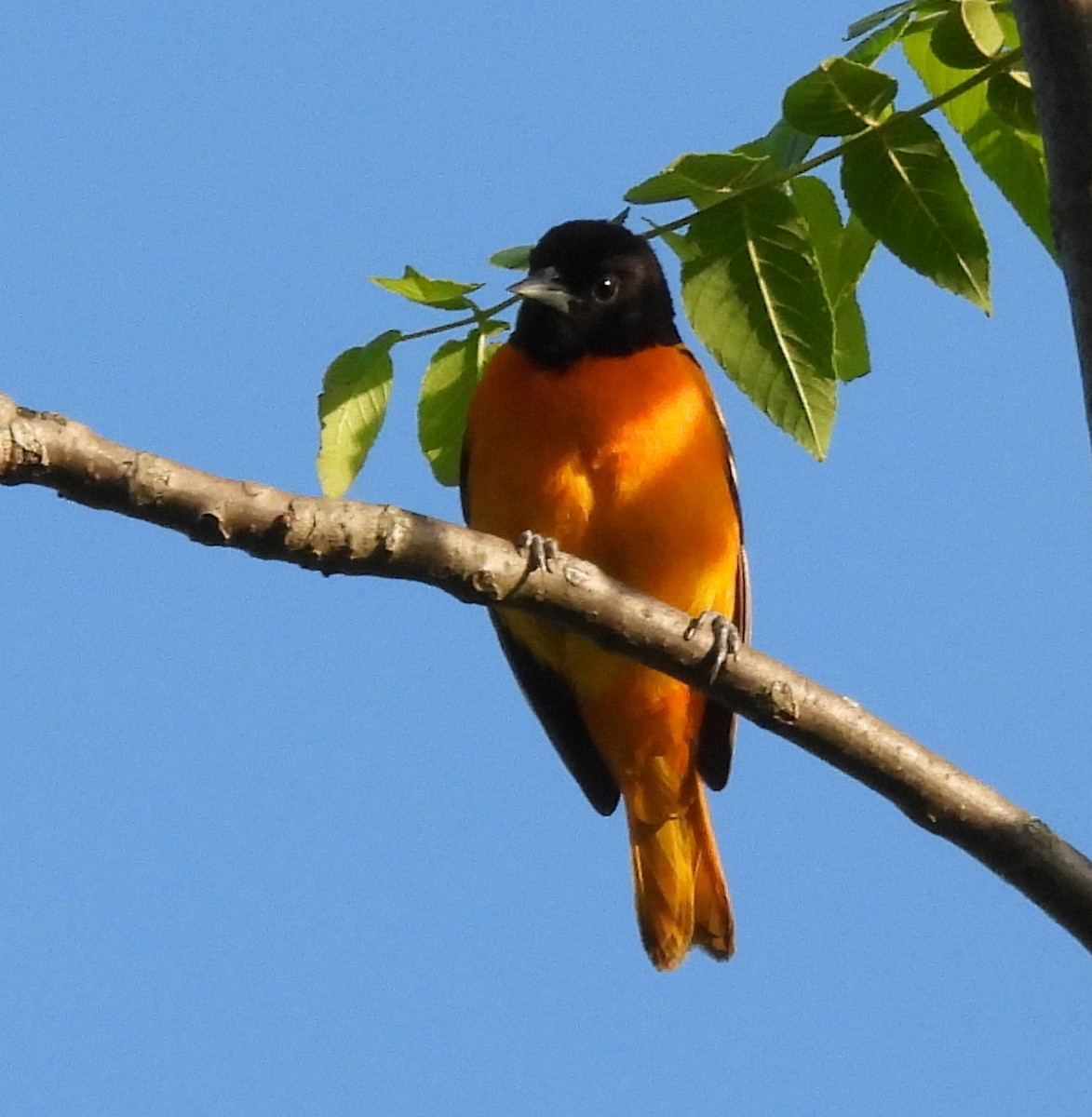 Oriole de Baltimore - ML636481196