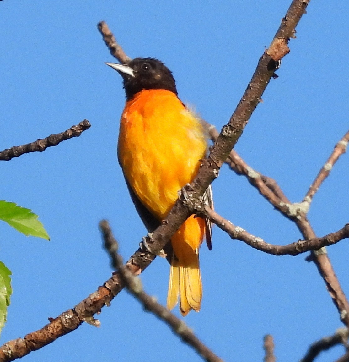 Oriole de Baltimore - ML636481198