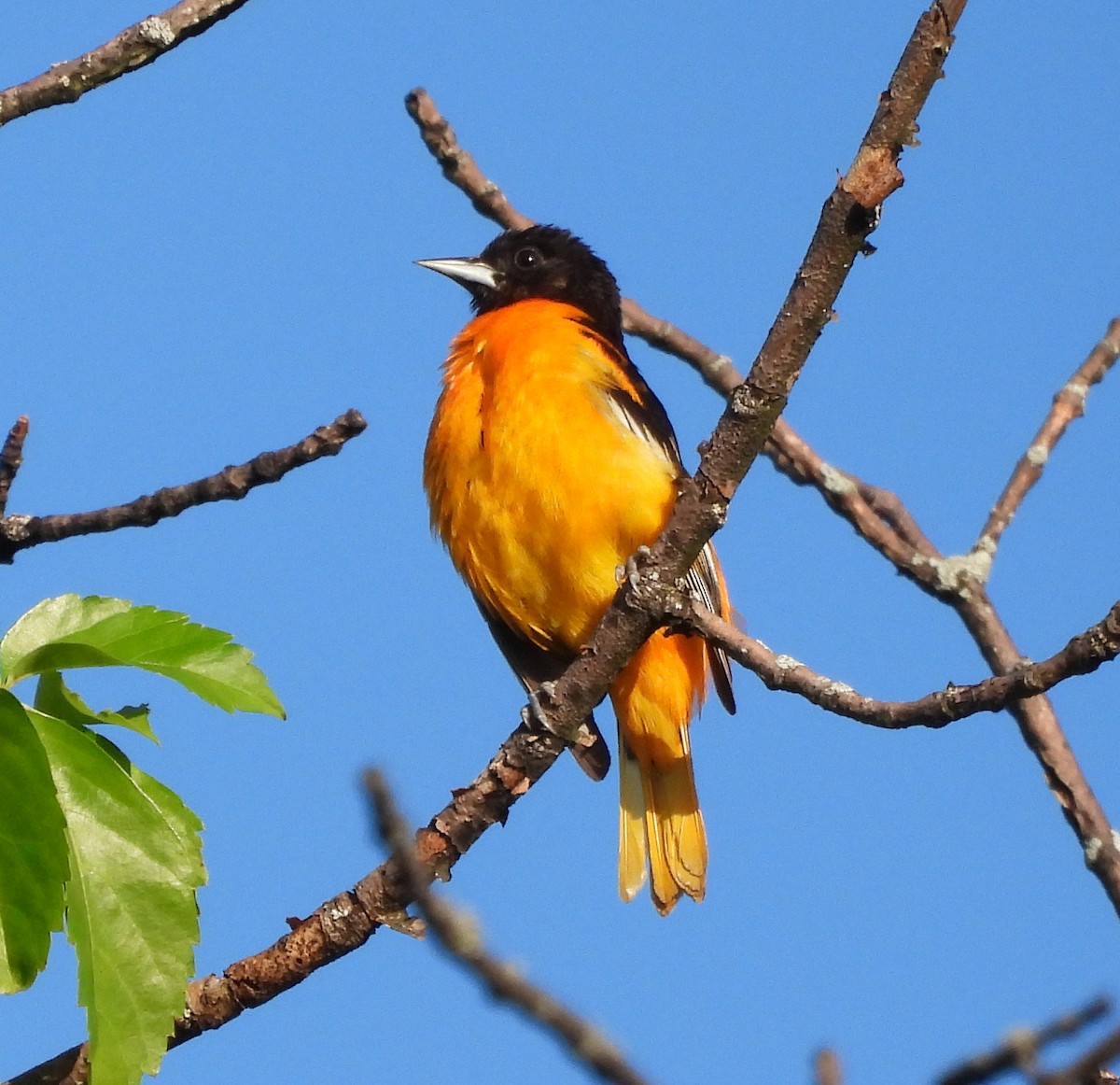 Oriole de Baltimore - ML636481199