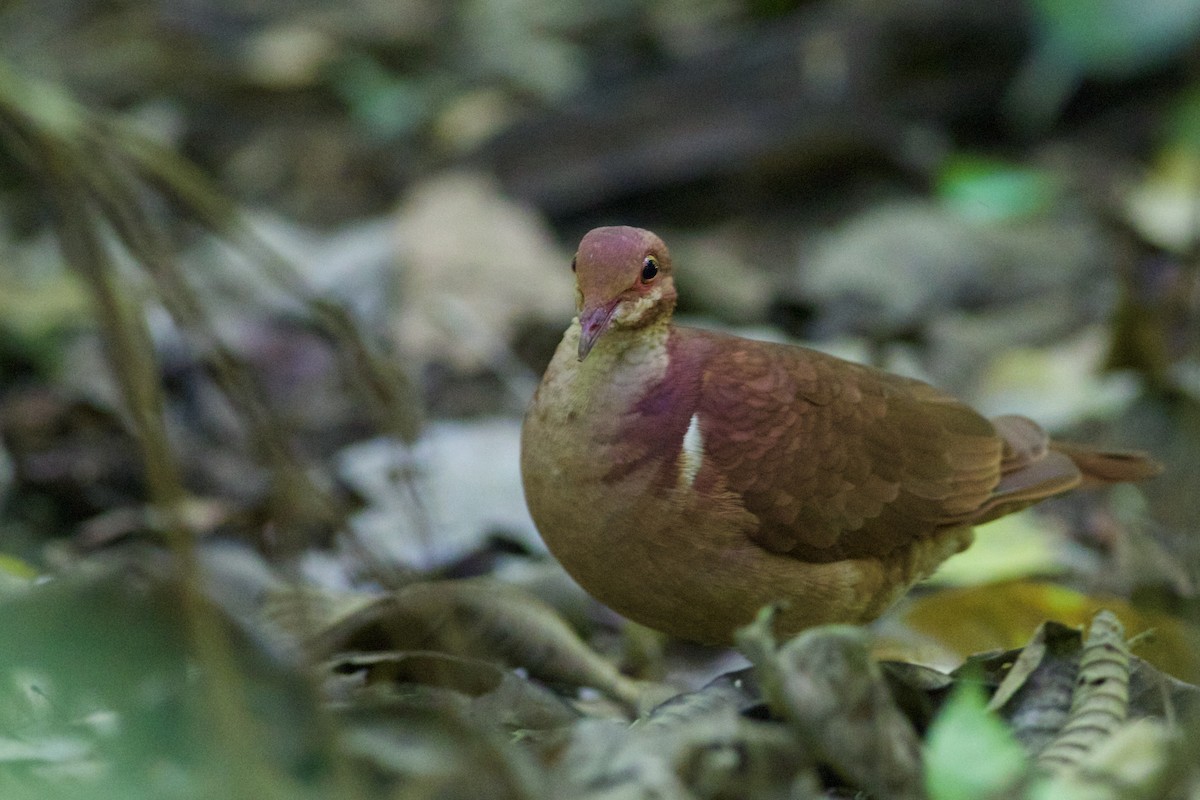 Ruddy Quail-Dove - ML636481243