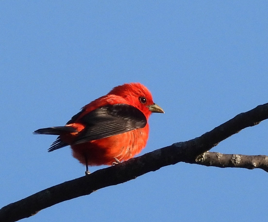 Piranga écarlate - ML636481247