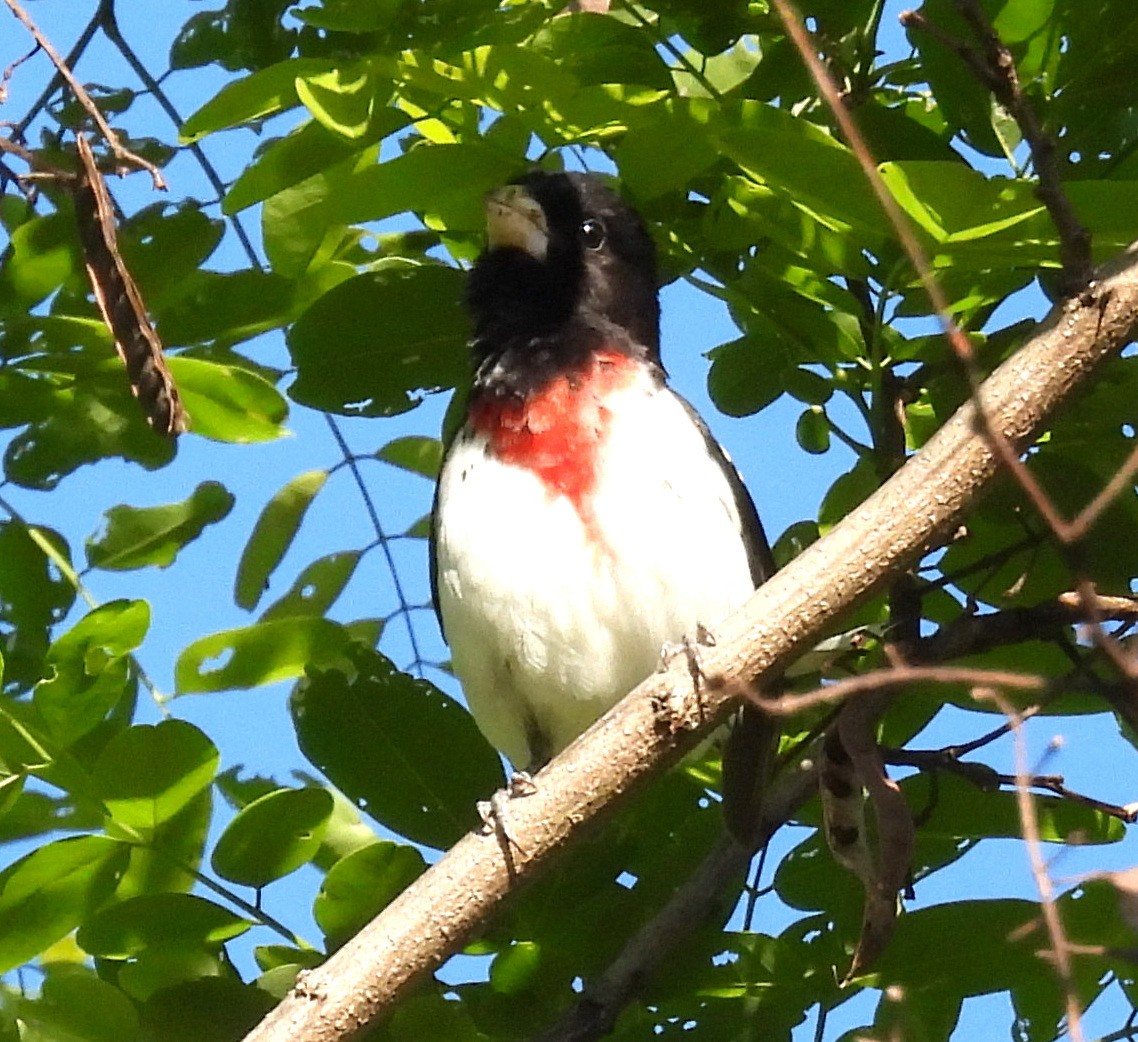 Cardinal à poitrine rose - ML636481279