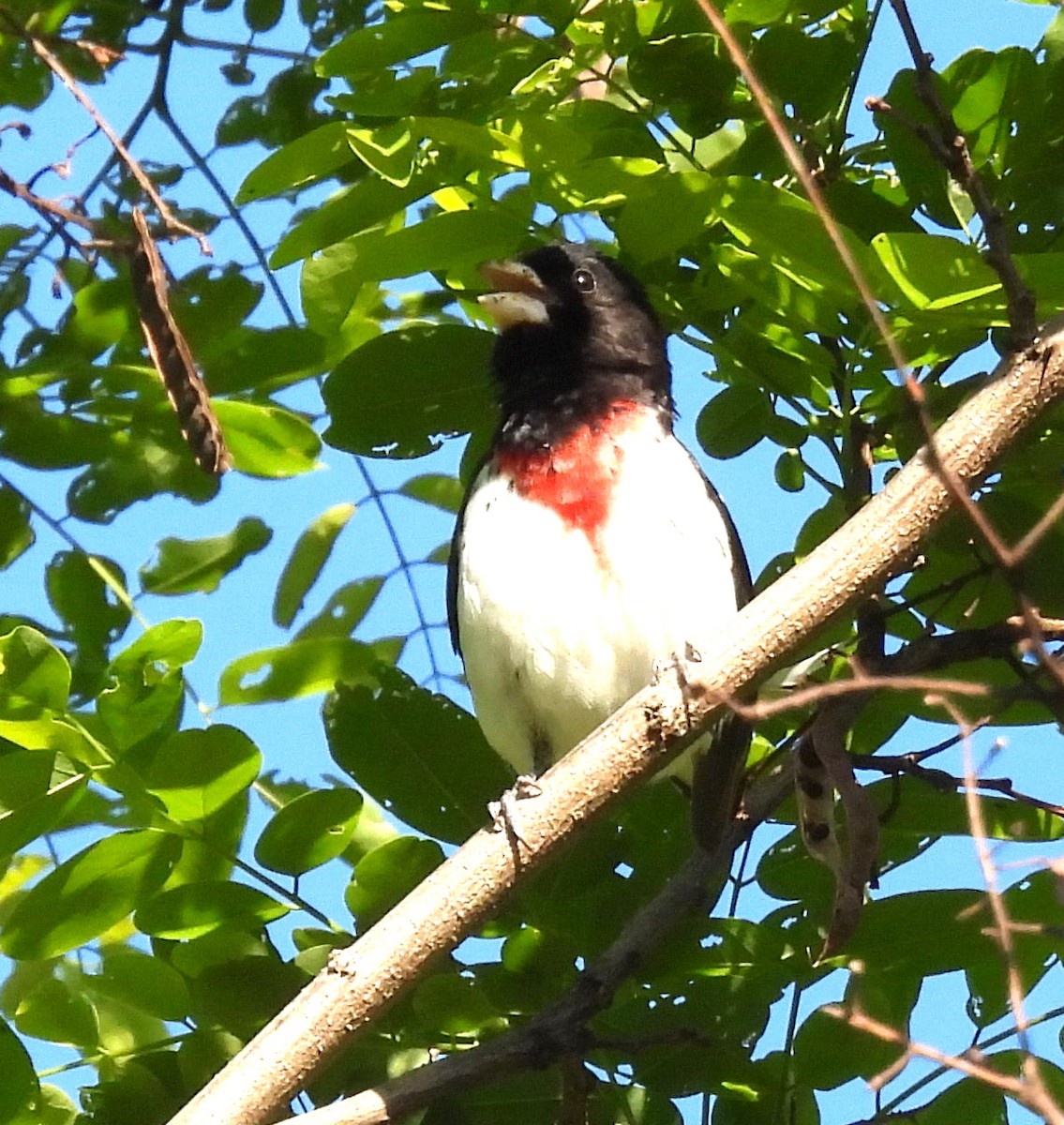 Cardinal à poitrine rose - ML636481280